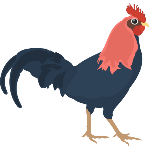 cock
