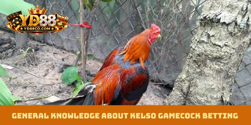 General knowledge about Kelso Gamecock Betting