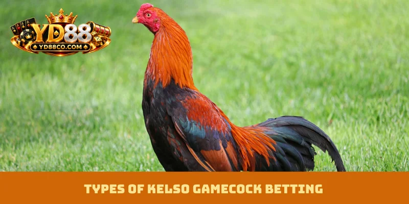 Types of Kelso Gamecock Betting