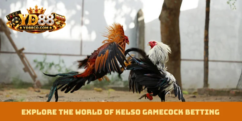 Explore the world of Kelso Gamecock Betting with YD88