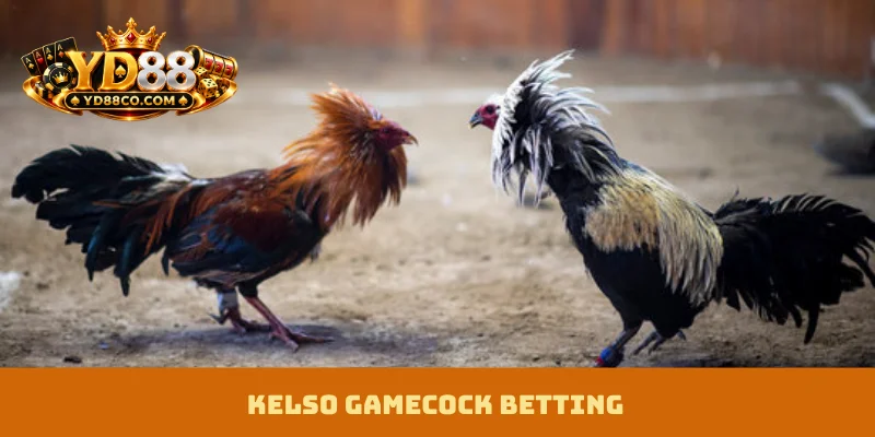 Kelso Gamecock Betting