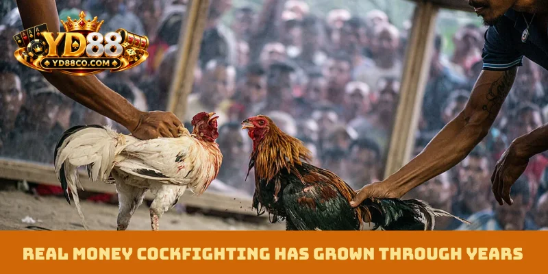 Real Money Cockfighting has grown through years