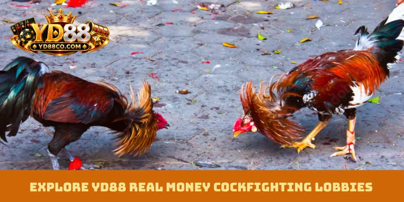 Explore YD88 Real Money Cockfighting lobbies