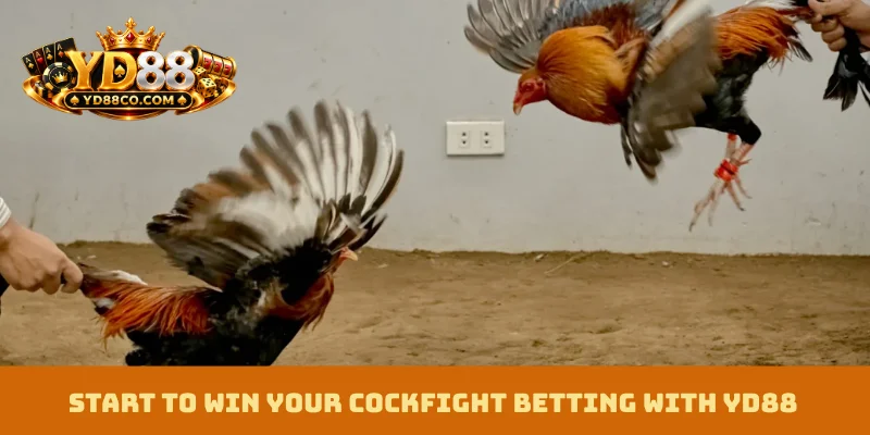 Start to win your cockfight betting with YD88