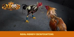 Real Money Cockfighting