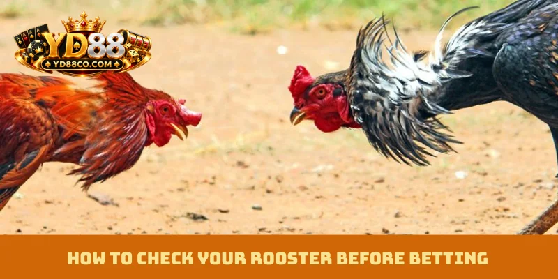 How to check your rooster before betting