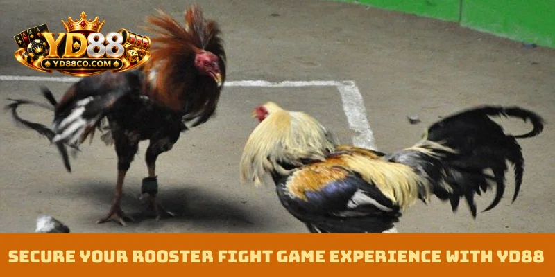 Secure your Rooster Fight Game experience with YD88