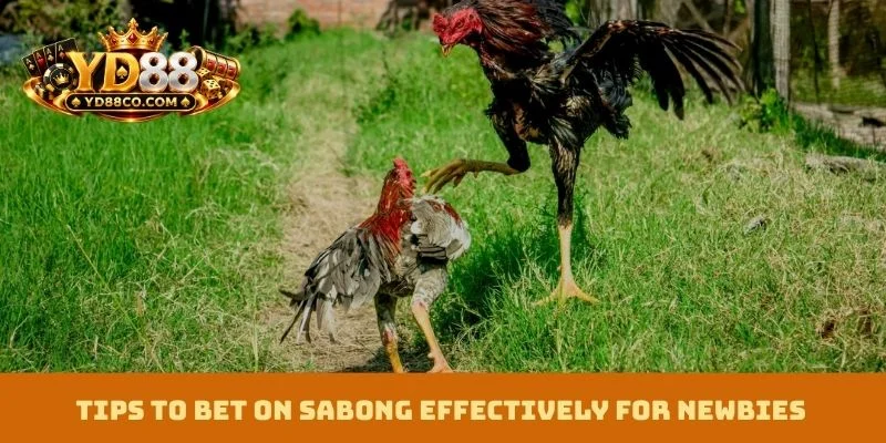 Tips to bet on sabong effectively for newbies